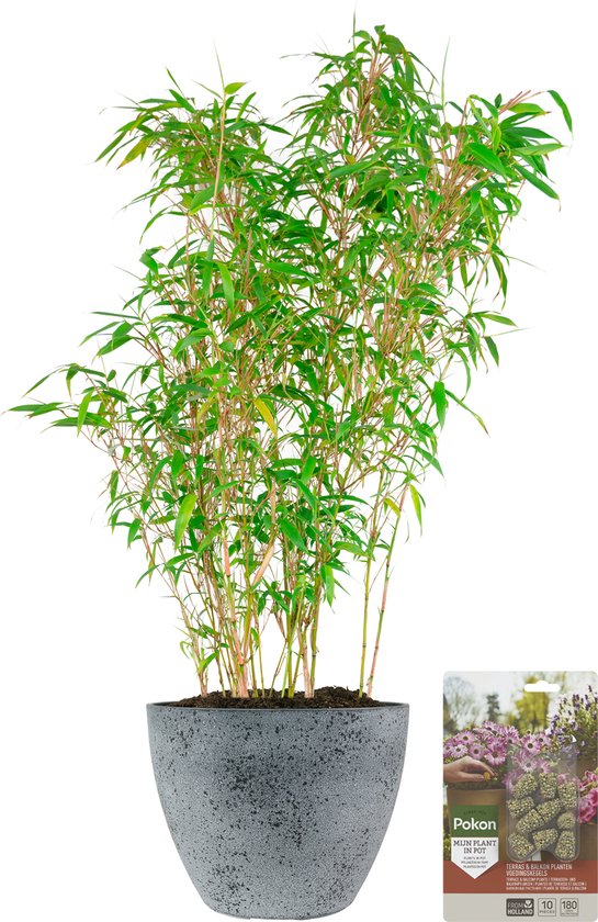 Pokon Powerplanten Bamboe 70 cm - Buitenplant - in Pot (Nova, Betonlook Grijs) - Fargesia Rufa - Plantenvoeding & Groeigarantie inbegrepen