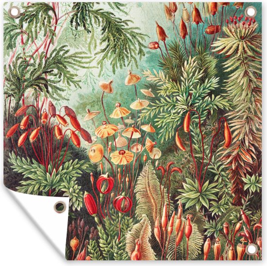 Tuin - Tuinposter - Bloemen - Kunst - Vintage - Planten - Ernst Haeckel - 50x50 cm - Muurdecoratie - Tuinschilderij - Tuindoek - Buitenposter