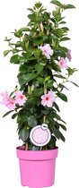 Mandevilla Sundaville - Chileense Jasmijn - Klimplant - Roze - ⌀19 cm - 65-75 cm