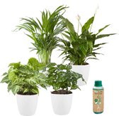Ecoworld Kamerplanten in pot - Luchtzuiverend & Makkelijk te verzorgen soorten - 4 stuks - Ø 12 cm - Hoogte 30-40 cm incl. Potten Wit + Kamerplanten Voeding