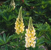 3 stuks | Lupinus 'Gallery Yellow' P9 cm