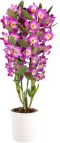 Dendrobium 'Comet King Akatsuki' - Orchidee paars - ↑ 50-60cm - Ø 12cm