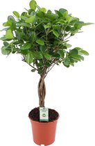 Ficus Microcarpa Moclame Treurvijg - ↑ 70-75cm - Ø 17cm