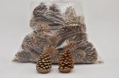 Noten, Fruit En Dennenappels - Pinus Maritima14-18 Cm Bleached Poly/50 Pc