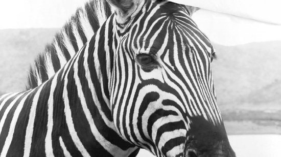 Housse de couette Beastly - Byrklund - Lits-jumeaux 240x220 cm - Katoen