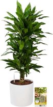 Pokon Powerplanten Drakenbloedboom Janet Lind 100 cm ↕ - Kamerplanten - in Pot (Mica Era, Wit) - Dracaena - met Plantenvoeding / Vochtmeter