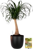 Pokon Powerplanten Beaucarnea 80 cm ↕ - Kamerplanten - in Pot (Mica Tusca Zwart) - Olifantspoot Plant - met Plantenvoeding / Vochtmeter