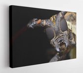 Onlinecanvas - Schilderij - Close Up A Longhorn Beetle Art Horizontal Horizontal - Multicolor - 60 X 80 Cm