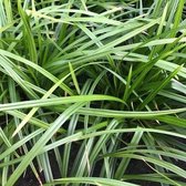 8 x Carex Irish Green - Japanse Zegge in C2 pot met hoogte 20-30cm