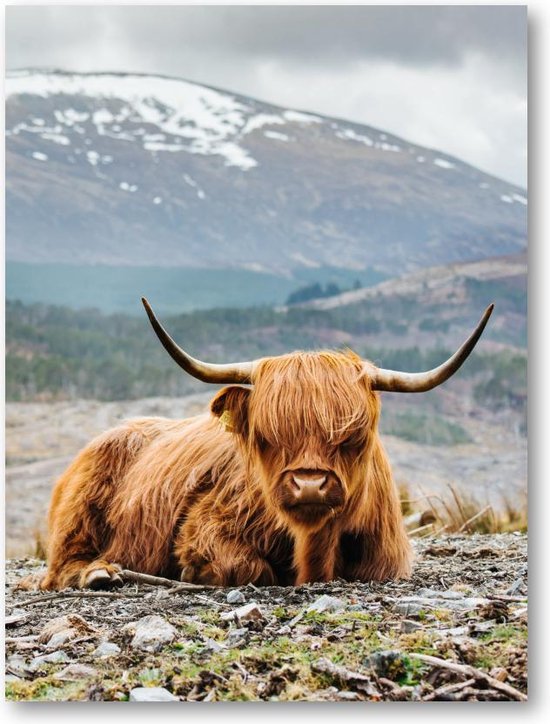 Schotse Hooglander - 60x90 Dibond voor Binnen én Buiten - Besteposter - Dieren - Natuur