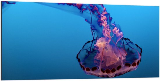 Dibond - Kleurrijke Kwal in Blauw Water - 200x100cm Foto op Aluminium (Wanddecoratie van metaal)