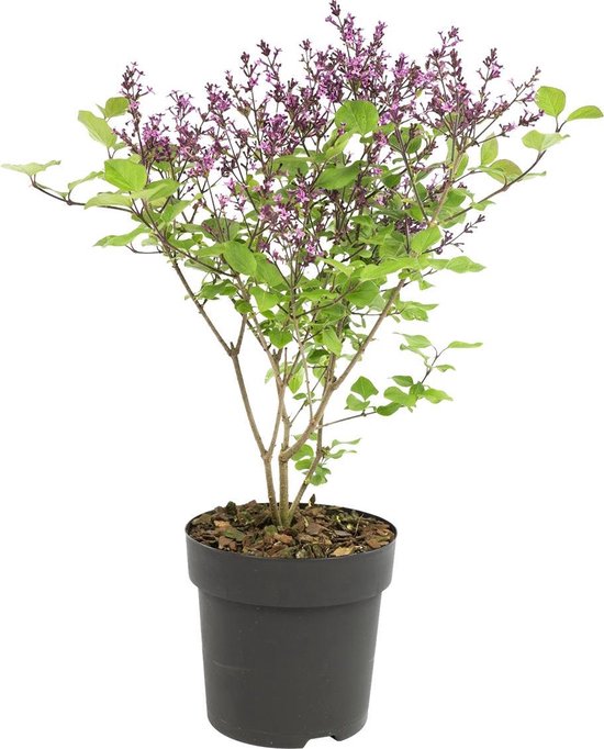 Sering Paars per stuk | Syringa 'Bloomerang Dark Purple'® - Buitenplant ⌀13 cm - ↕25-30 cm