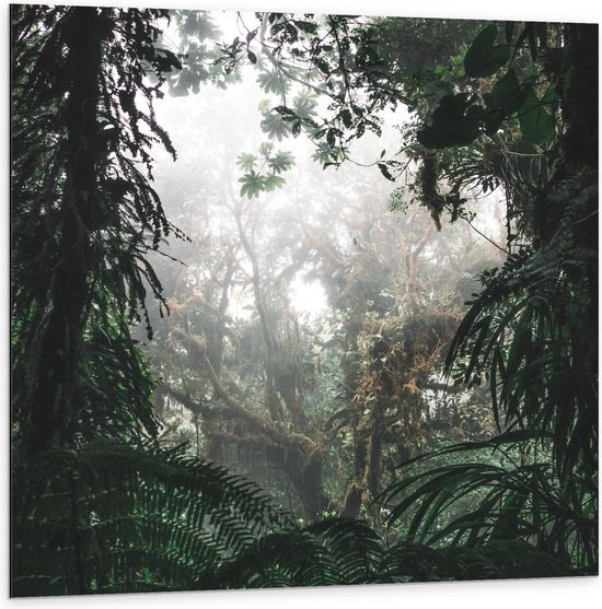 Dibond - Tropische Planten - 100x100cm Foto op Aluminium (Wanddecoratie van metaal)