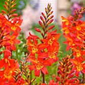 10x Crocosmia „Prince of Orange” - Montbretia Oranje - Winterharde bloembollen - Tuin en Balkon - 10 bloembollen - Omtrek 6-8 cm