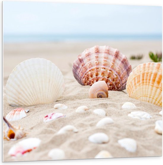 Forex - Schelpjes in het Zand - 100x100cm Foto op Forex