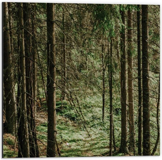 Dibond - Bomen/Planten in het Bos - 50x50cm Foto op Aluminium (Met  Ophangsysteem) | bol