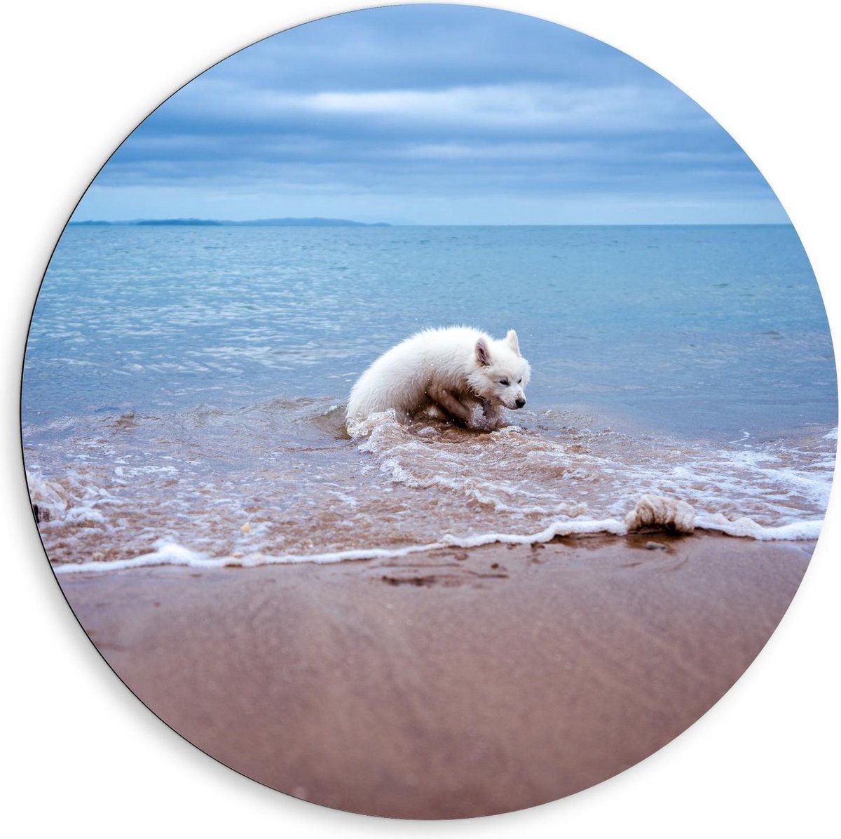 KuijsFotoprint Dibond Wandcirkel - Witte Hond in de Zee - 80x80cm Foto op Aluminium Wandcirkel (met ophangsysteem) Bruin