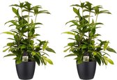 Kamerplanten van Botanicly – 2 × Drakenboom incl. sierpot zwart als set – Hoogte: 55 cm – Dracaena surculosa