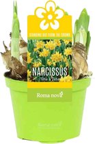 3x Narcis Narcissus 'Tête-à-Tête' geel in kwekerspot