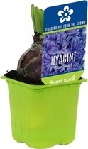 3x Hyacint Hyacinthus 'Blue Pearl' paars in kwekerspot