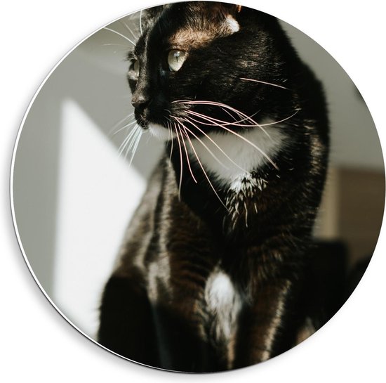 Forex Wandcirkel - Zwart met Witte Kat Starend naar Buiten - Foto op Wandcirkel (met ophangsysteem)