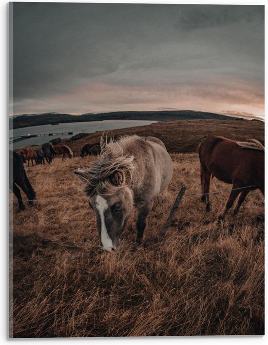 Acrylglas - Grazende Paarden op Heuvel - 30x40cm Foto op Acrylglas (Wanddecoratie op Acrylglas)