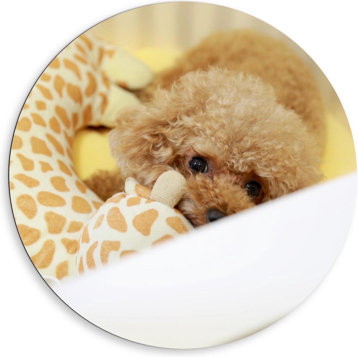 Dibond Wandcirkel - Klein Schattig Hondje met een Knuffeltje - 80x80cm Foto op Aluminium Wandcirkel (met ophangsysteem)