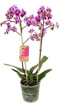 Orchidee van Botanicly – Vlinder orchidee – Hoogte: 50 cm, 2 takken – Phalaenopsis Pixie