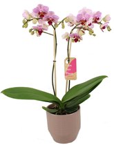 Orchidee van Botanicly – Vlinder orchidee in Zandkleurige keramiek pot 'Eline' als set – Hoogte: 50 cm, 2 takken – Phalaenopsis Multiflora Sweet Red Lip