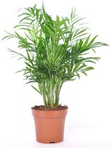 Kamerplant van Botanicly – Mexicaanse Bergpalm – Hoogte: 35 cm – Chamaedorea elegans