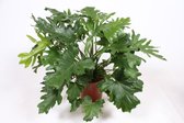 Kamerplant van Botanicly – Philodendron Bipinnatifidum – Hoogte: 90 cm