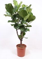 Kamerplant van Botanicly – Vioolplant – Hoogte: 115 cm – Ficus Lyrata