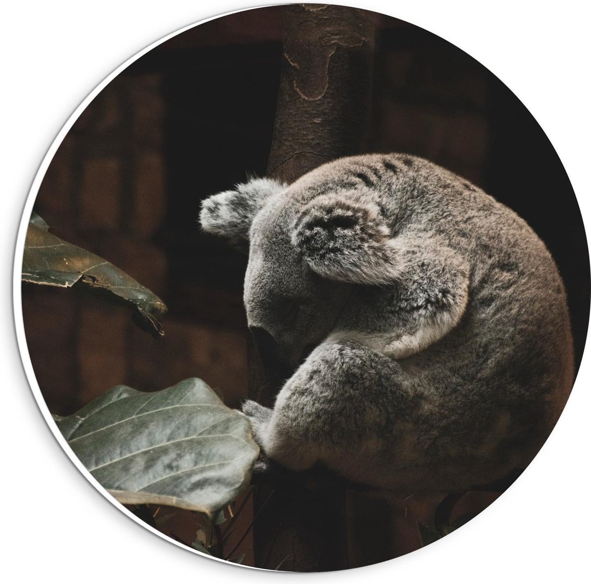 Forex Wandcirkel - Koalabeer op Boomstam - 20x20cm Foto op Wandcirkel (met ophangsysteem)