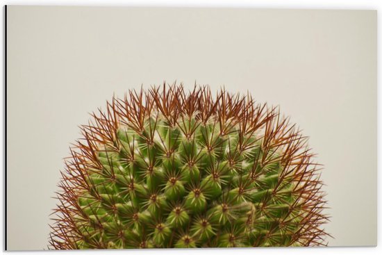 Dibond - Cactus op Witte Achtergrond - 60x40cm Foto op Aluminium (Wanddecoratie van metaal)