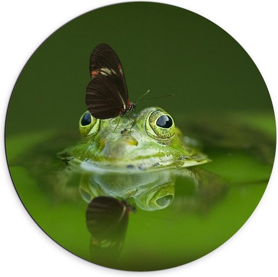 Dibond Wandcirkel - Groene Kikker met Vlinder op zijn Hoofd - 70x70cm Foto op Aluminium Wandcirkel (met ophangsysteem)