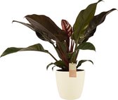 Kamerplant van Botanicly – Philodendron Imperial Red incl. crème kleurig sierpot als set – Hoogte: 50 cm