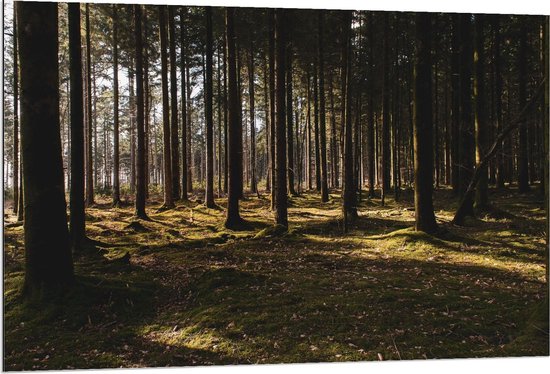 Dibond - Bos met Licht van Zonsondergang - 120x80cm Foto op Aluminium (Met Ophangsysteem)