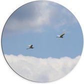 Dibond Wandcirkel - Vogels in de Lucht met Wolken - 70x70cm Foto op Aluminium Wandcirkel (met ophangsysteem)