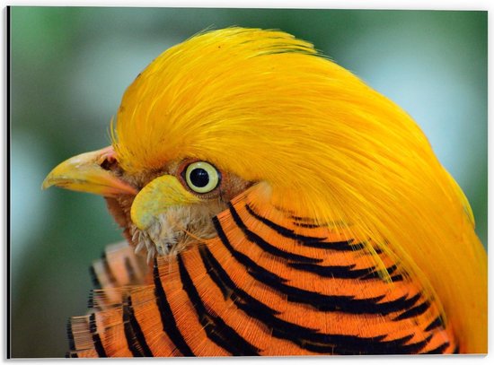 Dibond - Gele Vogel met Oranje Veren - 40x30cm Foto op Aluminium (Wanddecoratie van metaal)