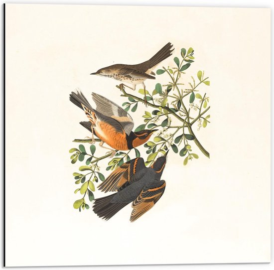 Dibond - Getekende Vogels op een Takje - 50x50cm Foto op Aluminium (Met Ophangsysteem)