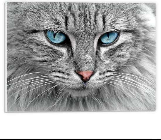 Forex - Chat gris aux yeux bleus - Photo 40x30cm sur Forex | bol.com