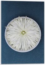 Forex - Witte Bloem in Schaaltje - 40x60cm Foto op Forex