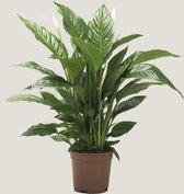 Kamerplant van Botanicly – Lepelplant  – Hoogte: 76 cm – Spathiphyllum Vivaldi Spa