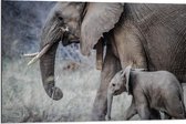 Dibond - Moeder met Baby Olifant - 90x60cm Foto op Aluminium (Met Ophangsysteem)