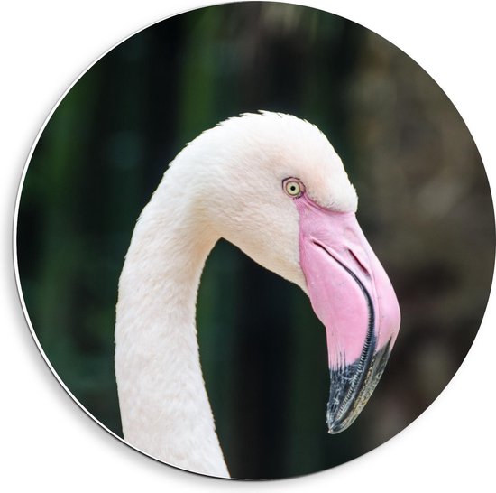 Forex Wandcirkel - Kop Roze Flamingo - 40x40cm Foto op Wandcirkel (met ophangsysteem)