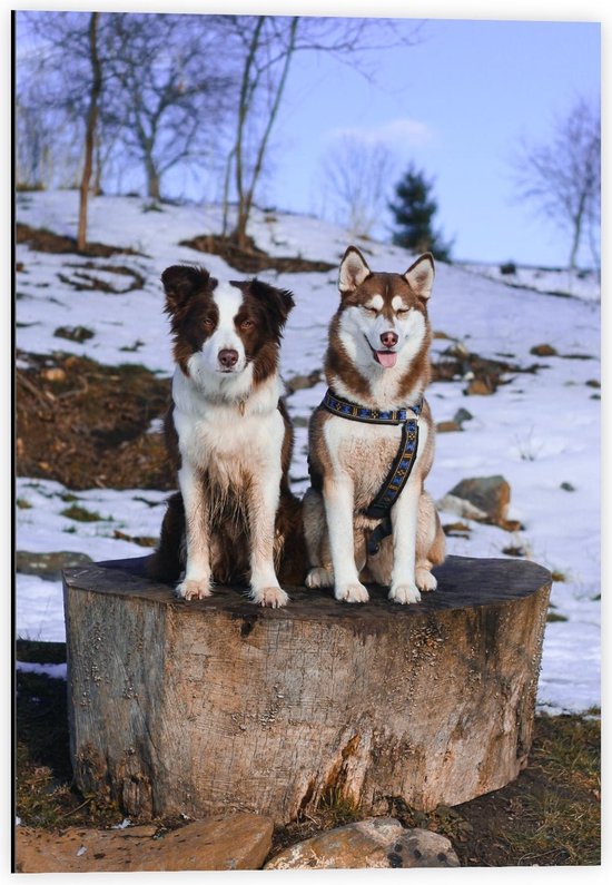 Dibond - Bruine Honden in de Sneeuw - 40x60cm Foto op Aluminium (Met Ophangsysteem)