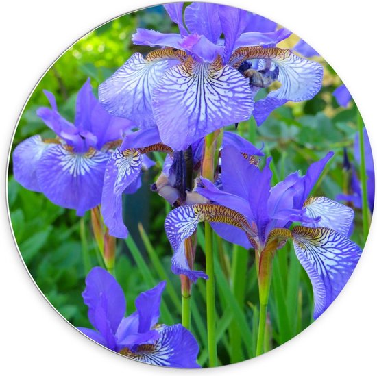 Forex Wandcirkel - Iris Versicolor Paars - 70x70cm Foto op Wandcirkel (met ophangsysteem)