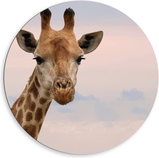 Dibond Wandcirkel - Giraffe Hoofd - 80x80cm Foto op Aluminium Wandcirkel (met ophangsysteem)