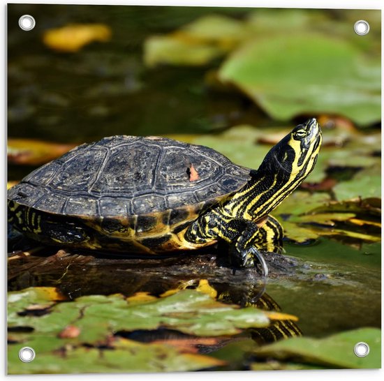 Tuinposter – Schildpad in het Water - 50x50cm Foto op Tuinposter  (wanddecoratie voor buiten en binnen)