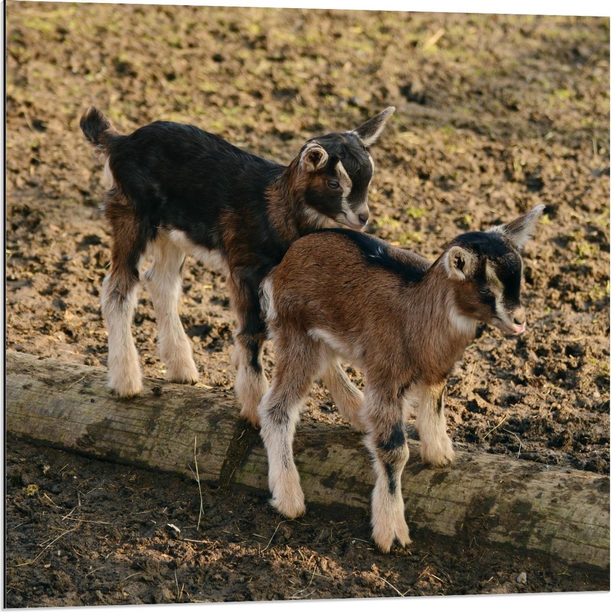 Dibond - Twee Geitjes op Boomstam - 80x80cm Foto op Aluminium (Wanddecoratie van metaal)